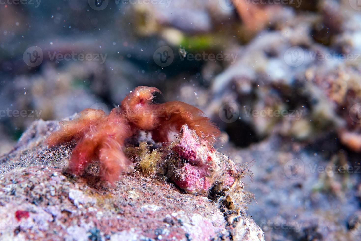 Red orang utan crab on hard coral macro photo