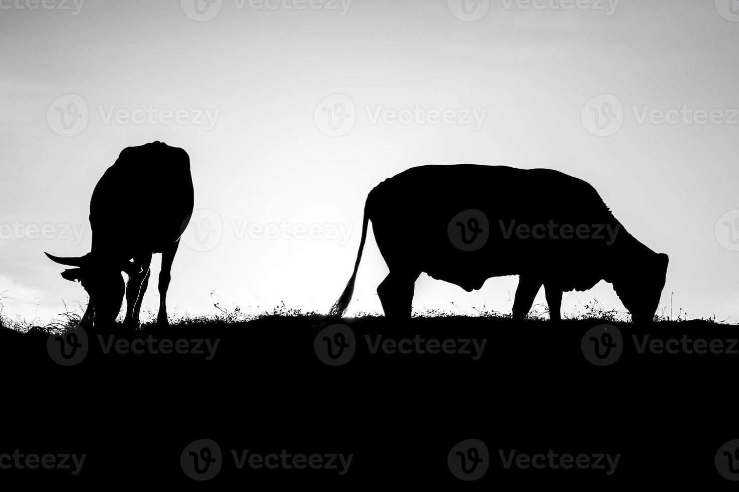 cow silhouette in black and white photo