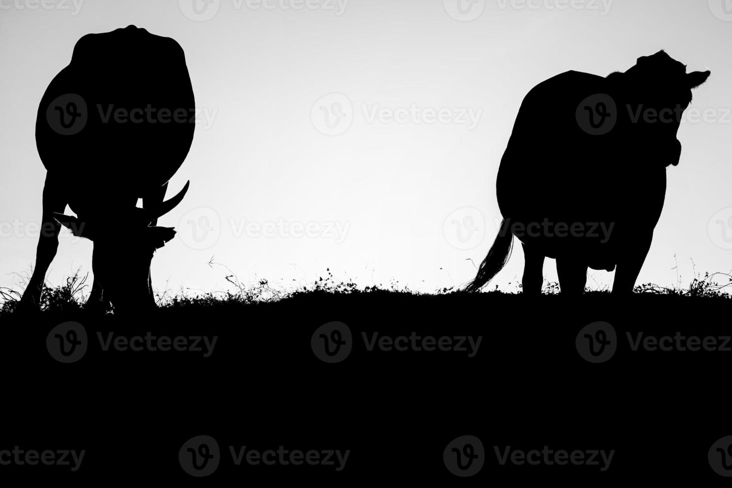 cow silhouette in black and white photo