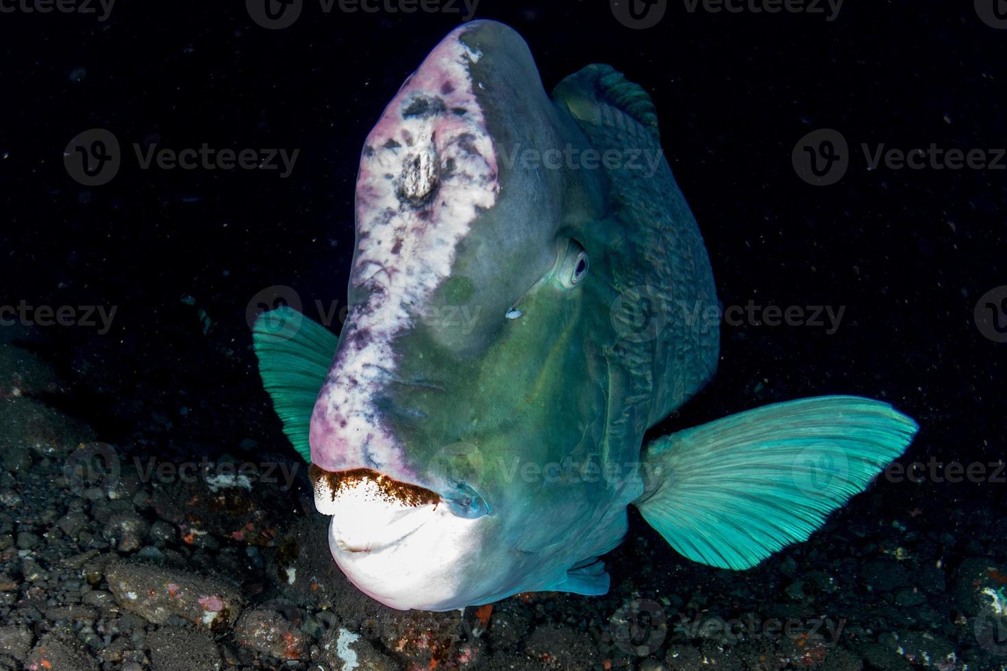 bumphead parrotfish close up portrait underwater detail photo