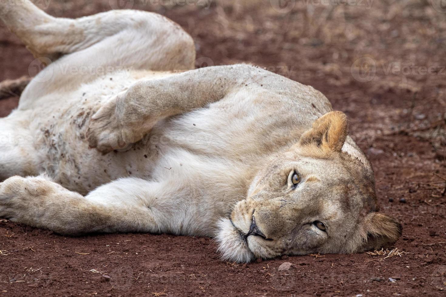 lions mating in kruger park south africa photo