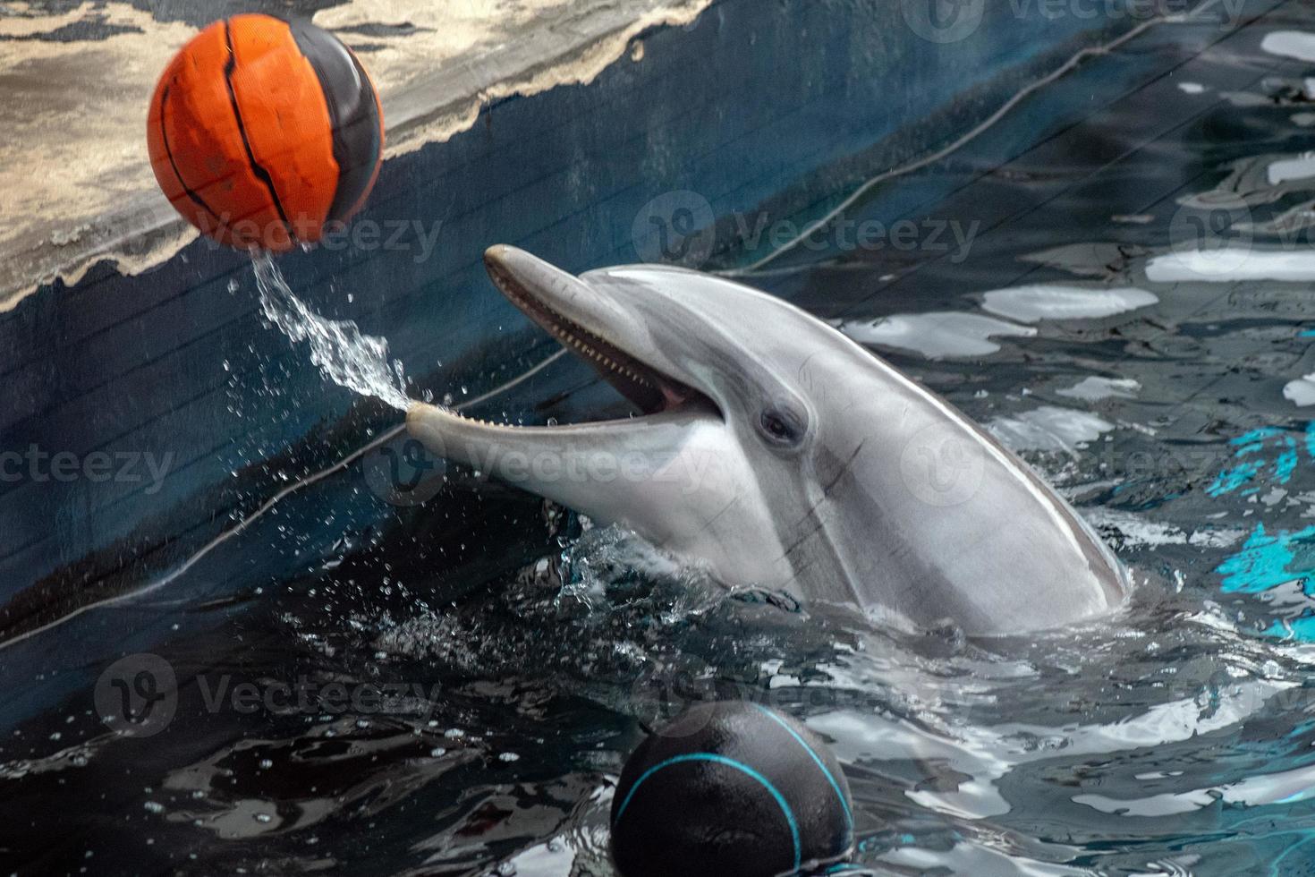 dolphin playing with ball photo