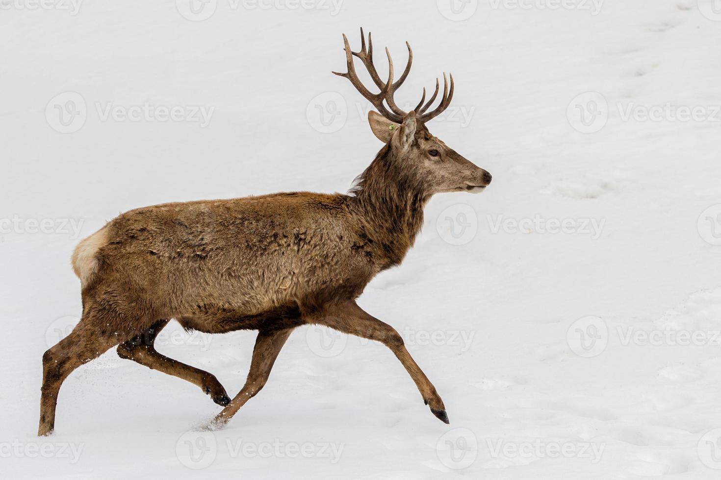 ciervo corriendo sobre la nieve en navidad foto