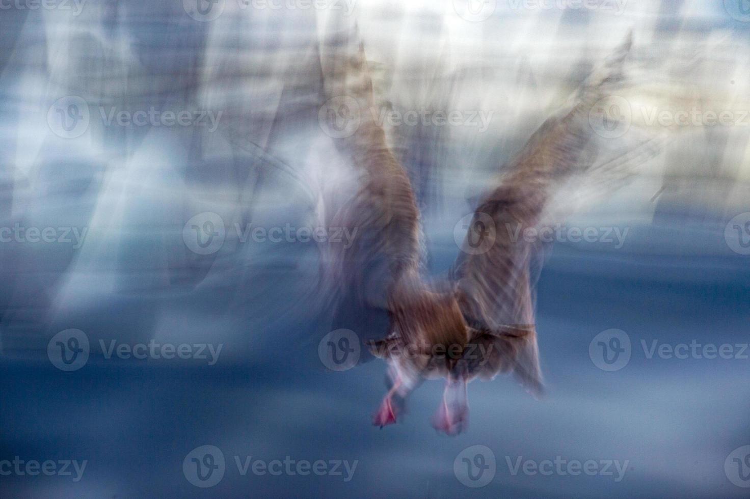 blur seagull while flying long time exposure photo