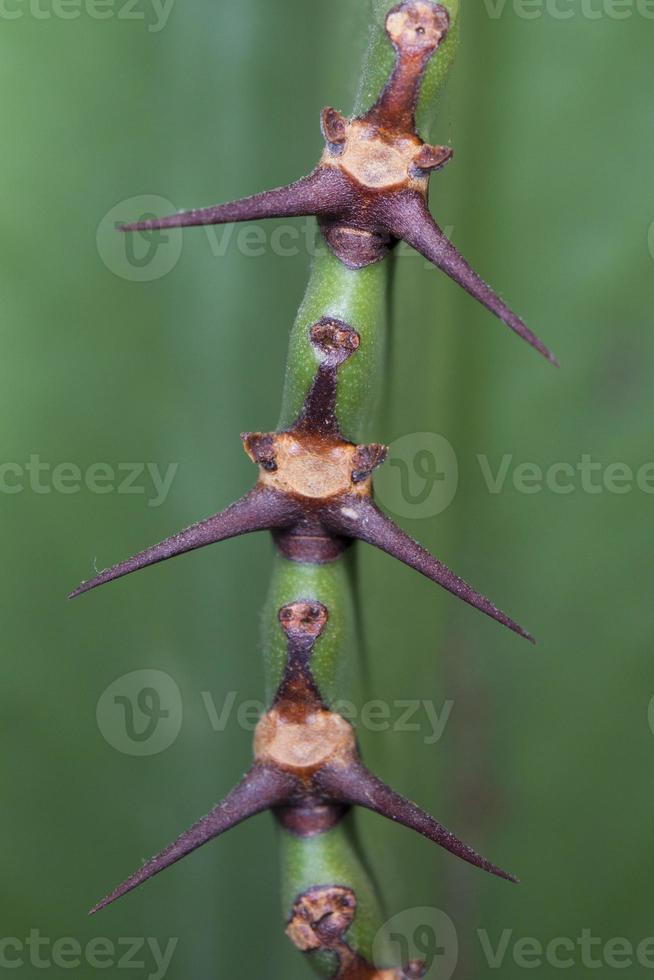 Cactus thorn macro detail photo