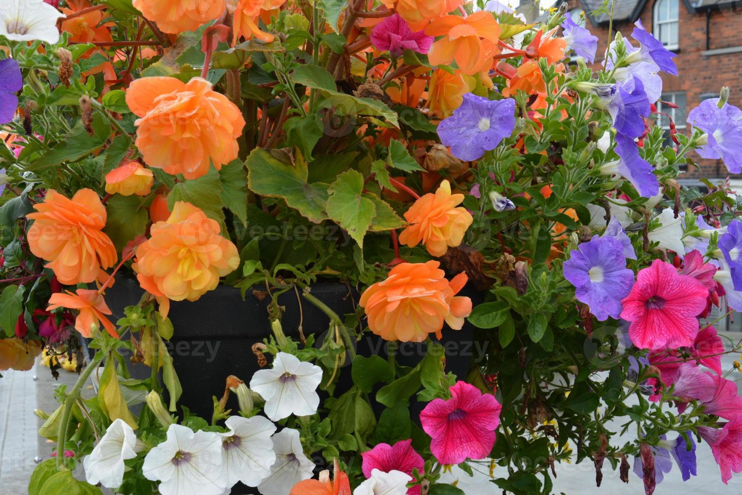 coloridas petunias y begonias de verano. flores de jardín de colores  mixtos. 17232301 Foto de stock en Vecteezy