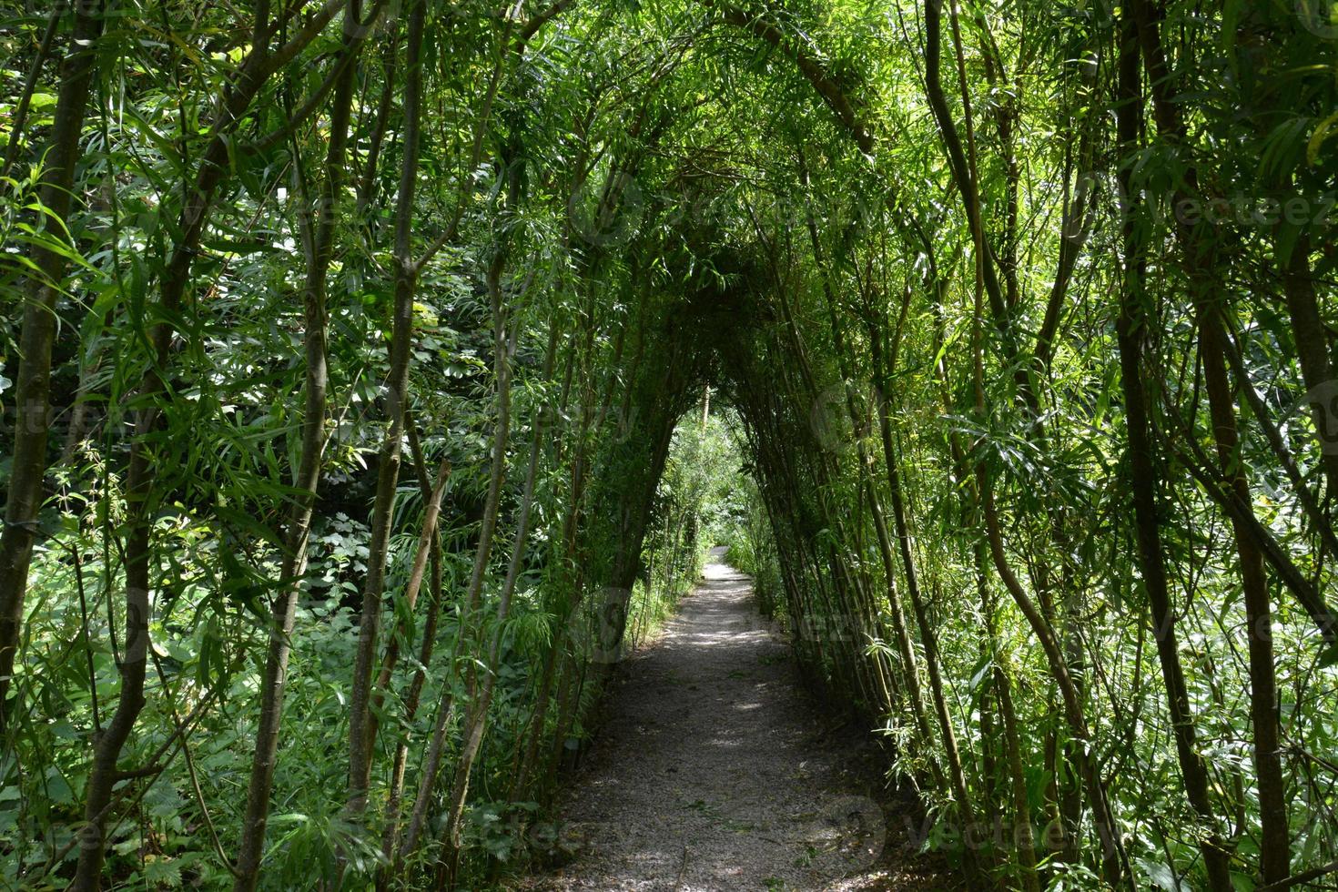 Tunnel of green willow trees above the narrow road 17232325 Stock Photo