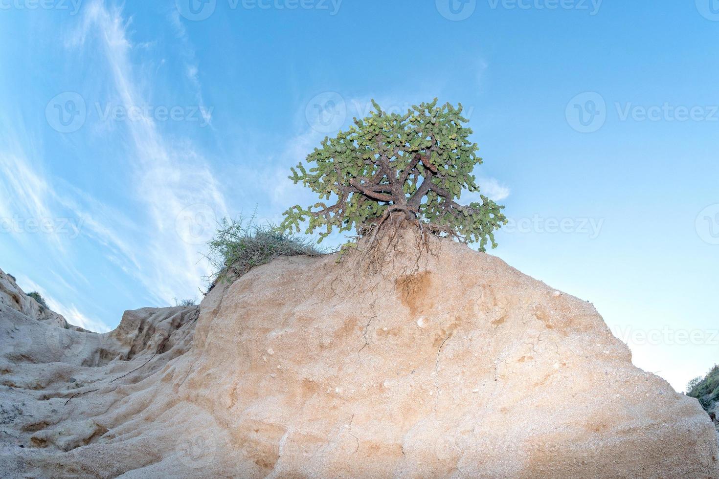 cactus in Cabo Pulmo Baja California national park panorama photo