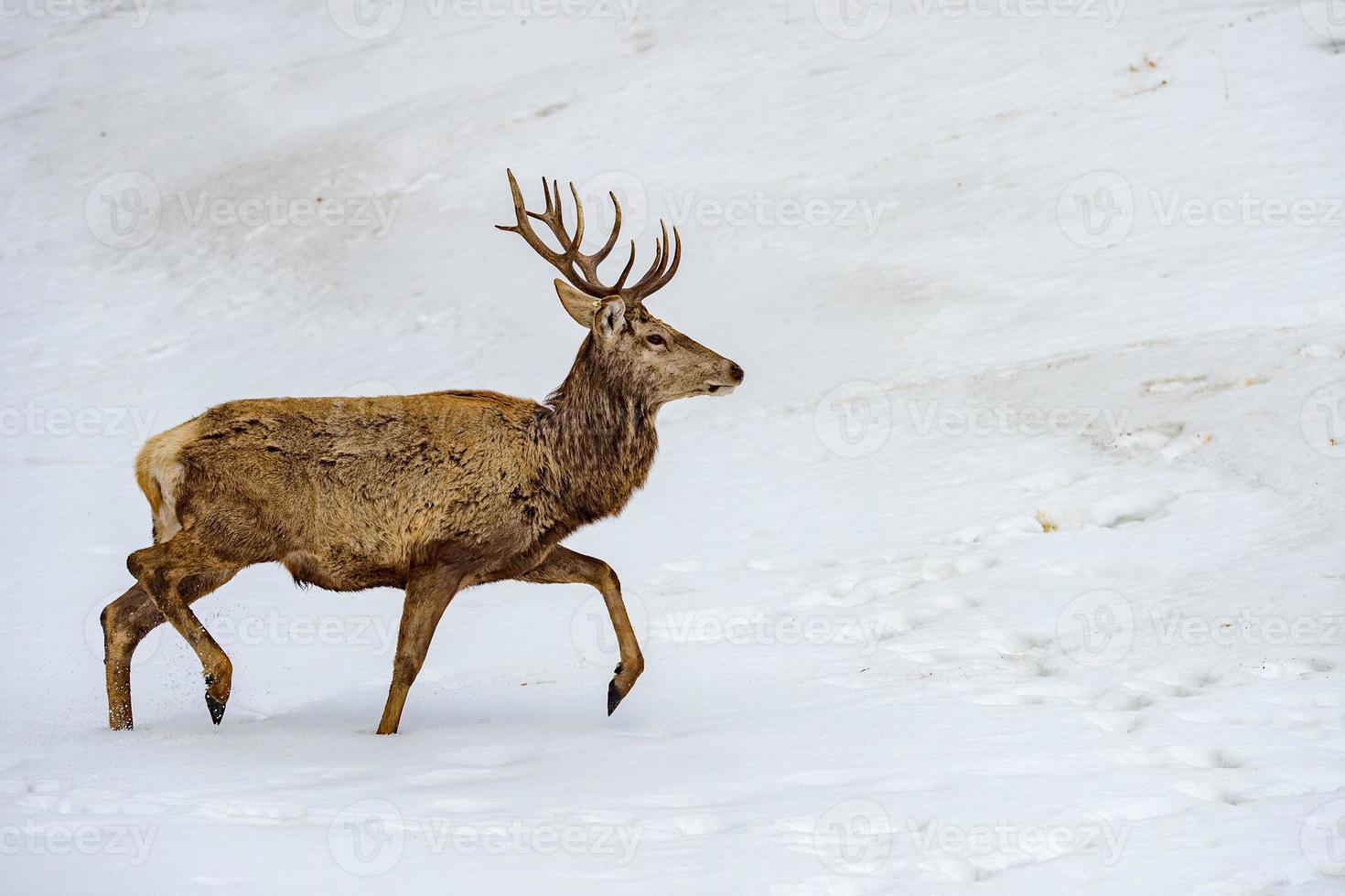 deer running on the snow in christmas time photo