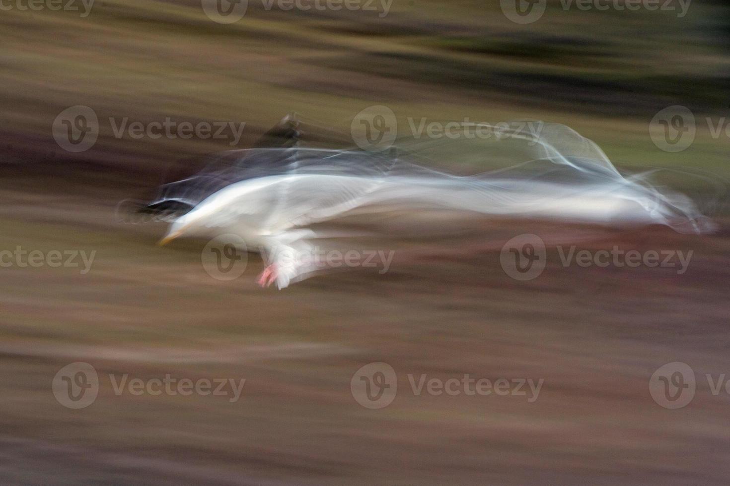 blur seagull while flying long time exposure photo