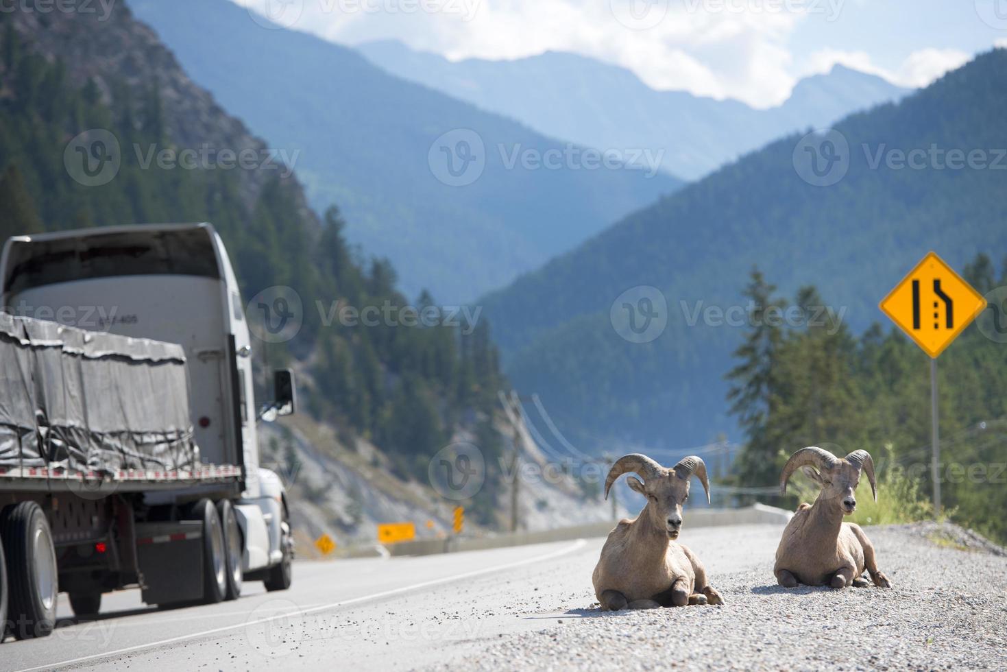 cuernos grandes cerca de la carretera foto