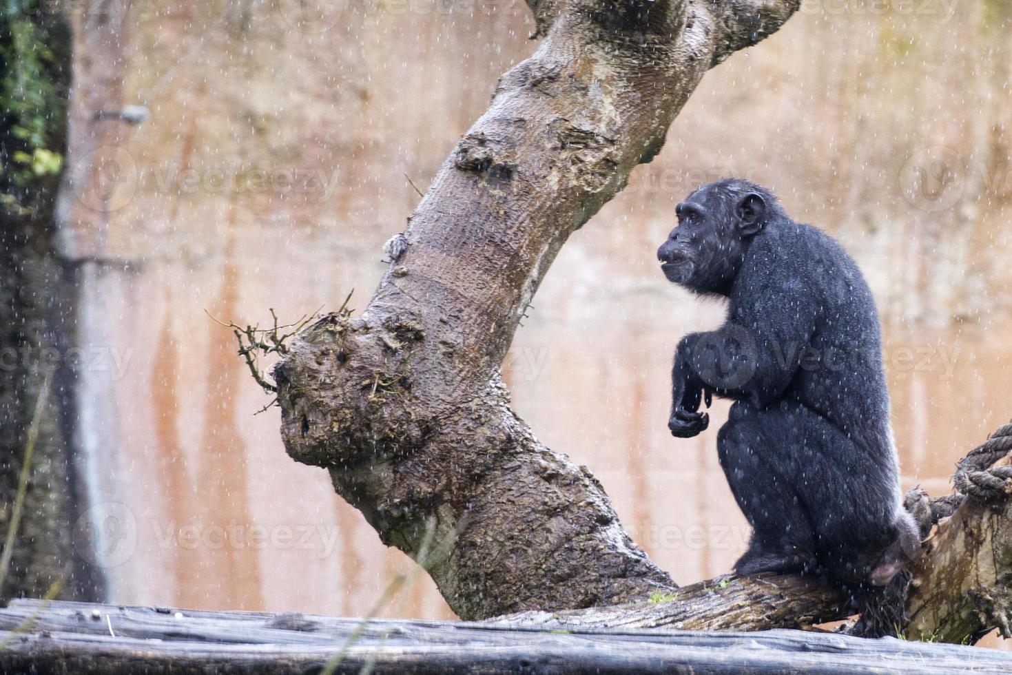 Ape chimpanzee monkey photo