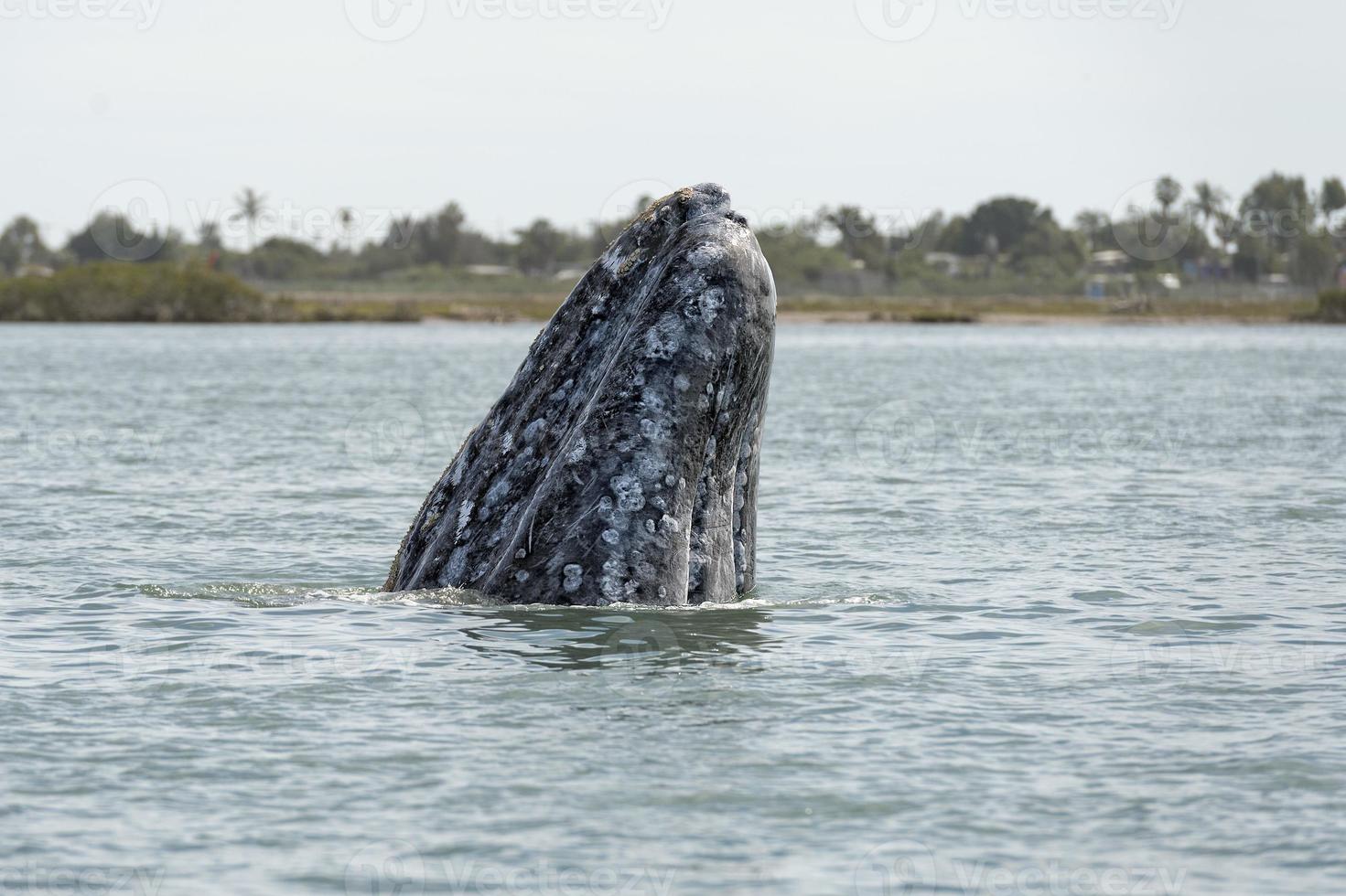 grey whale mother nose going up photo