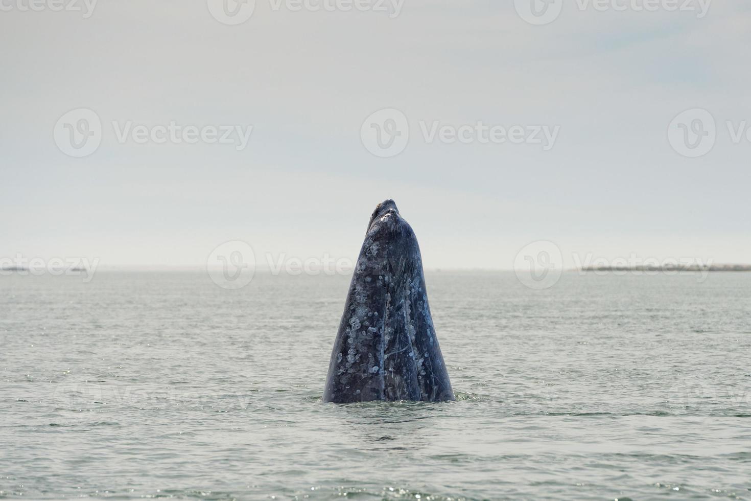 grey whale mother nose going up photo