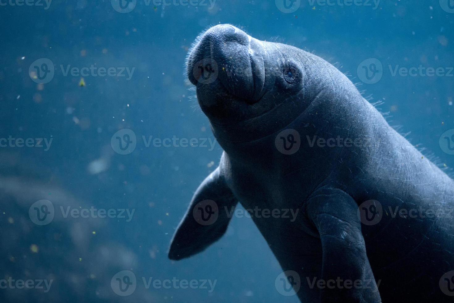 newborn baby manatee close up portrait photo