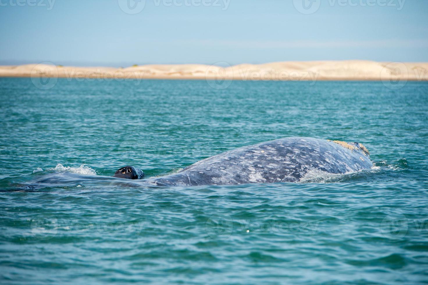 ballena gris mientras sopla para respirar foto