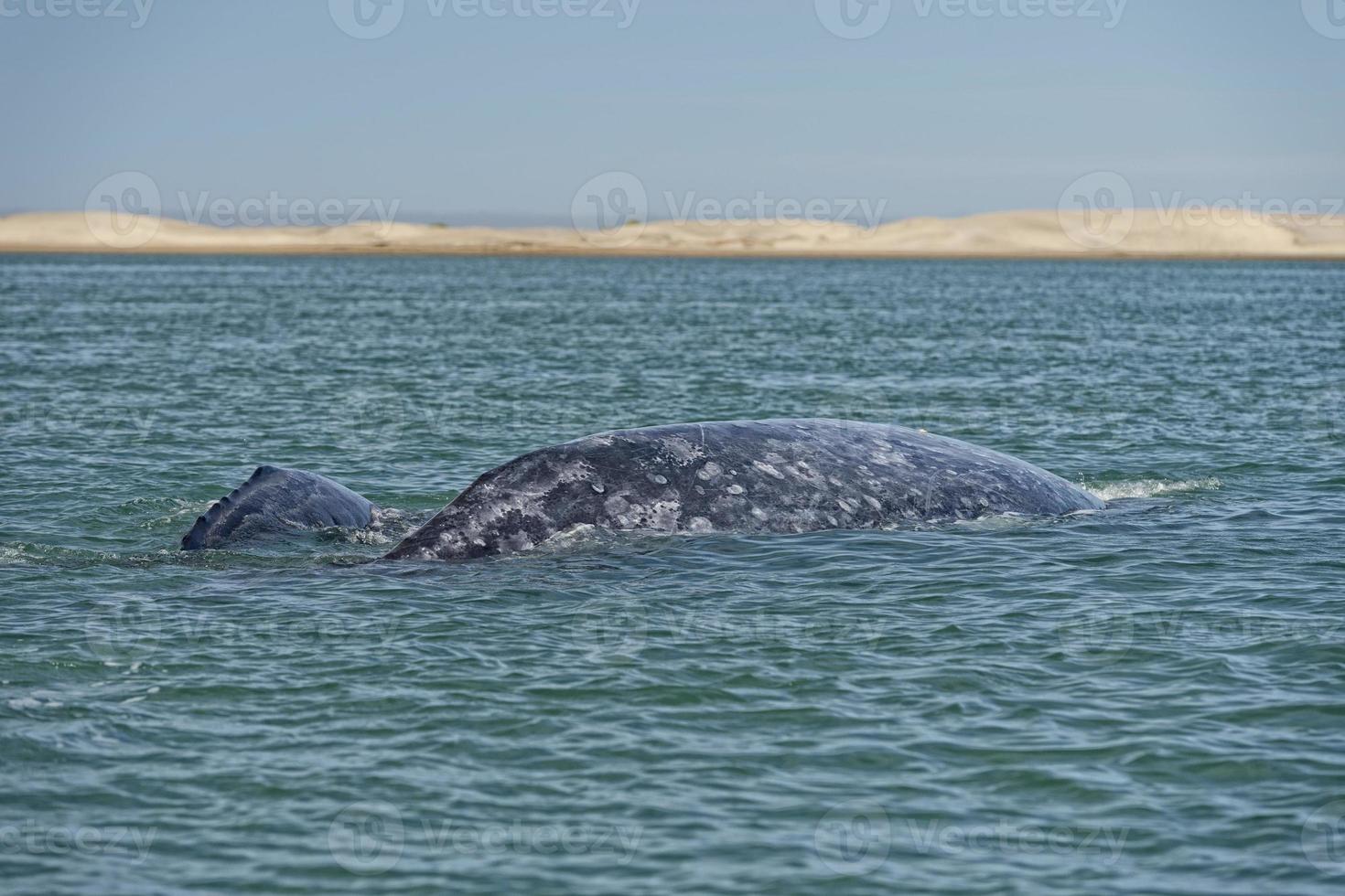 grey whale mother and calf photo