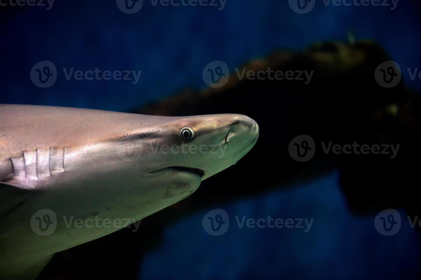 Grey shark jaws ready to attack underwater close up portrait photo