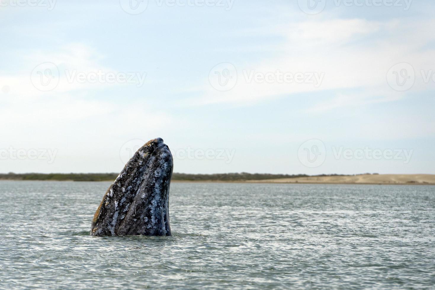 grey whale mother nose going up photo