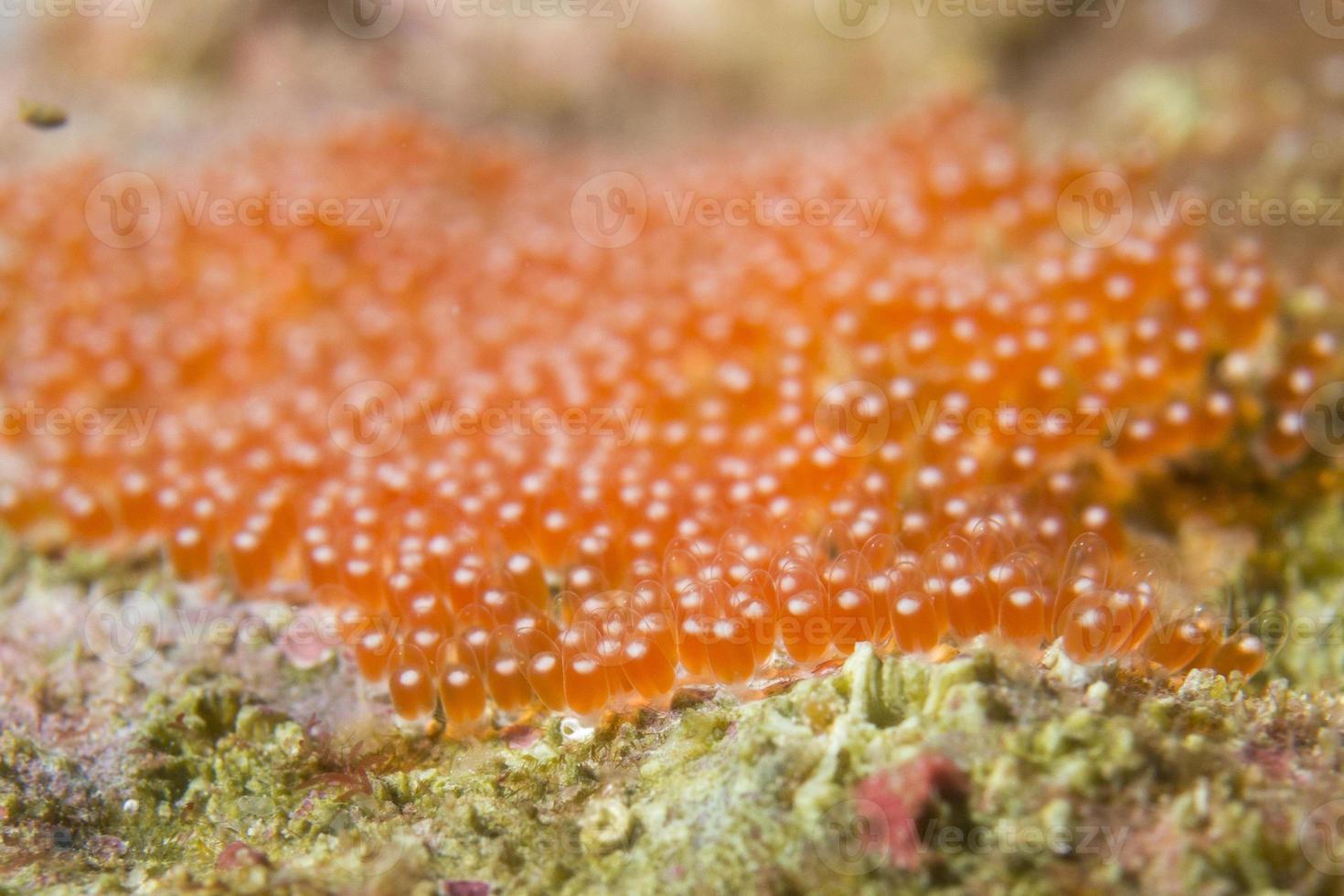Clown fish orange eggs photo