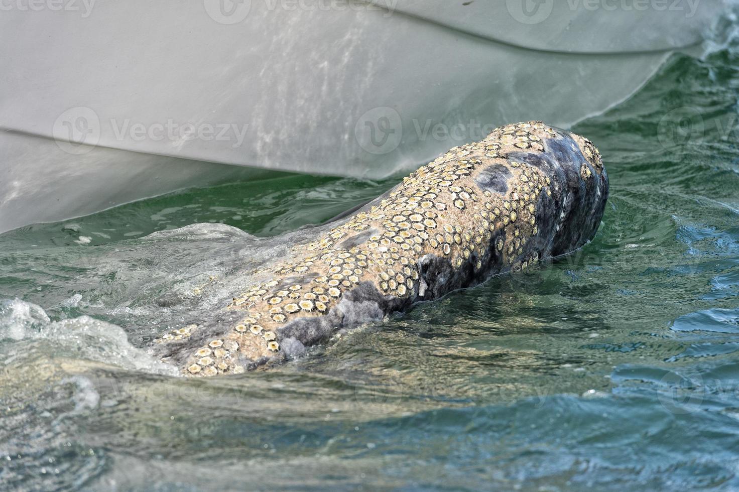 adult grey whale approaching a boat photo