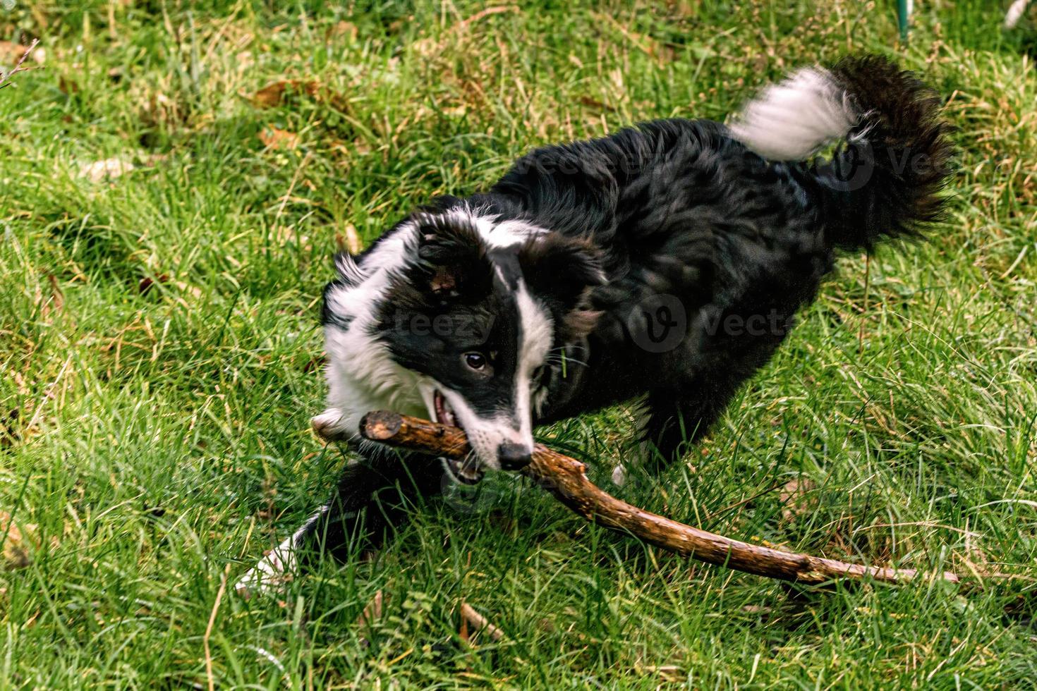 Dog playing on the field with a wooden stick over his mouth is a border collie. photo