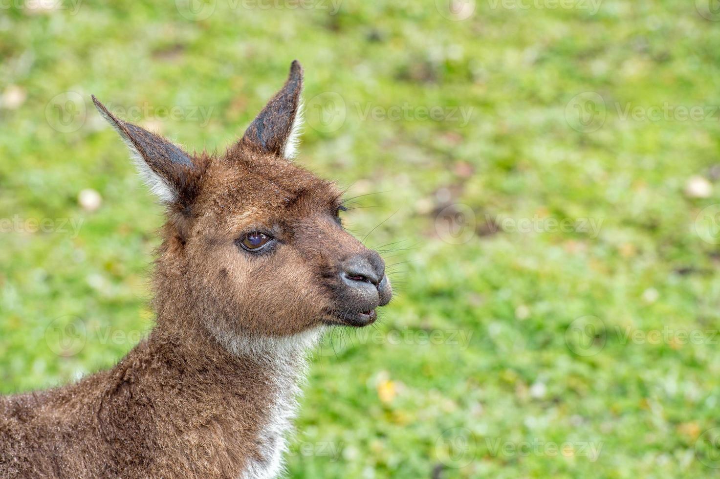 Kangaroo looking at you on the grass photo