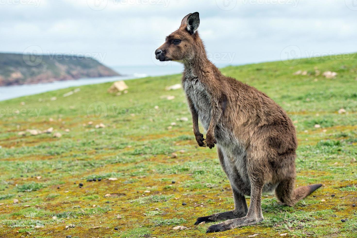 Kangaroo looking at you on the grass photo