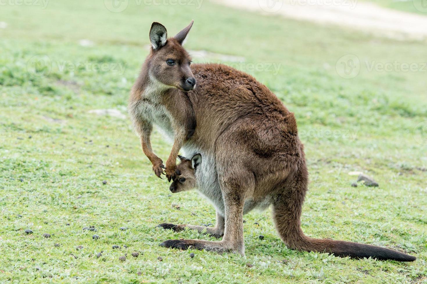 Kangaroos mother father and son portrait photo