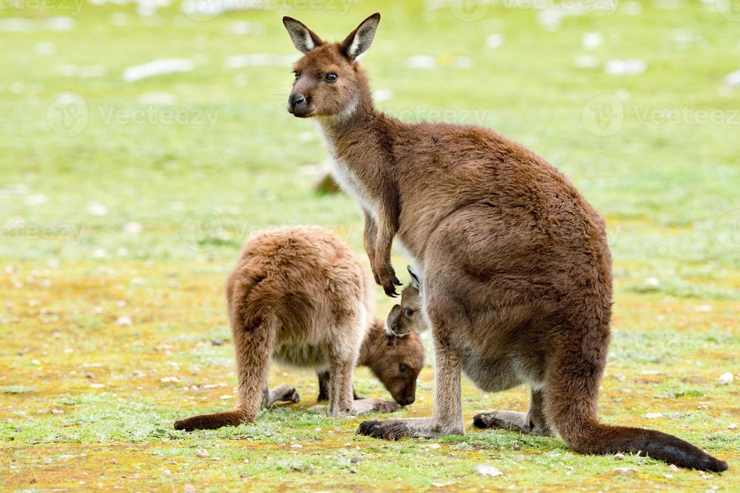kangaroo portrait close up portrait look at you photo