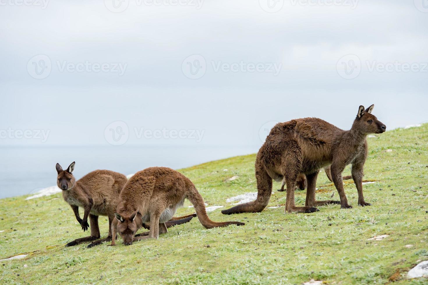 kangaroo portrait close up portrait look at you photo