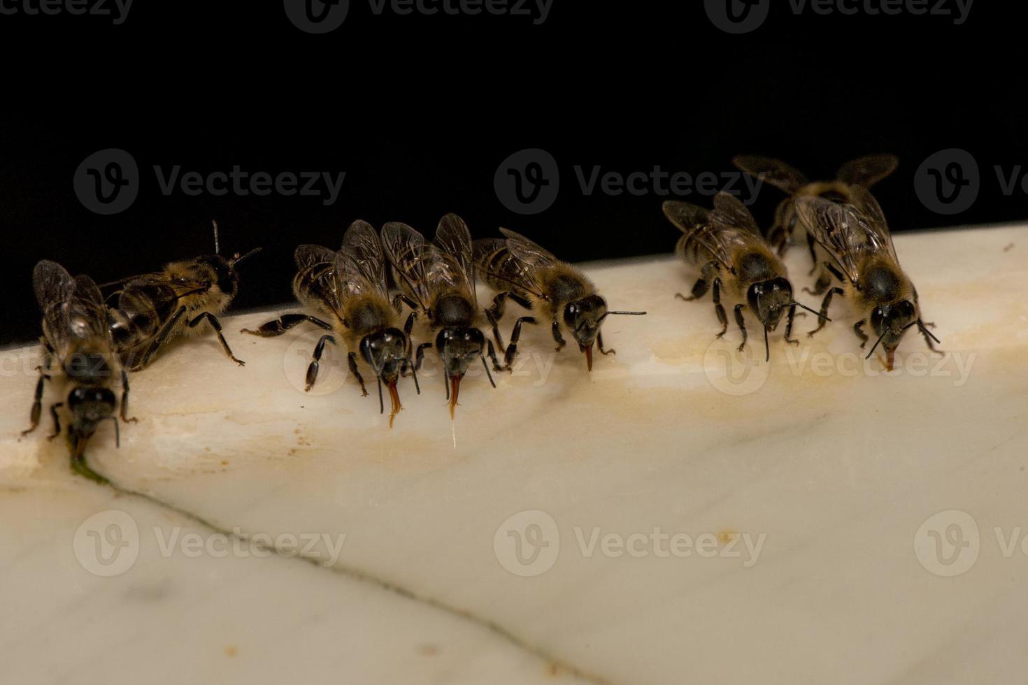 Bees while drinking water photo