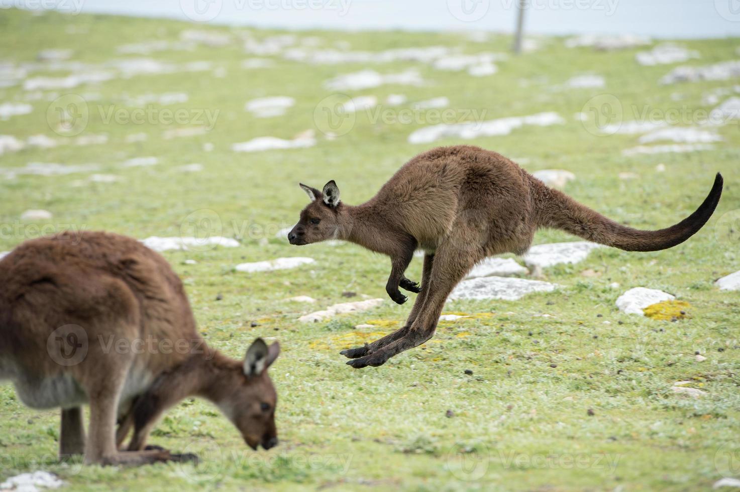 Kangaroo portrait while jumping on grass photo