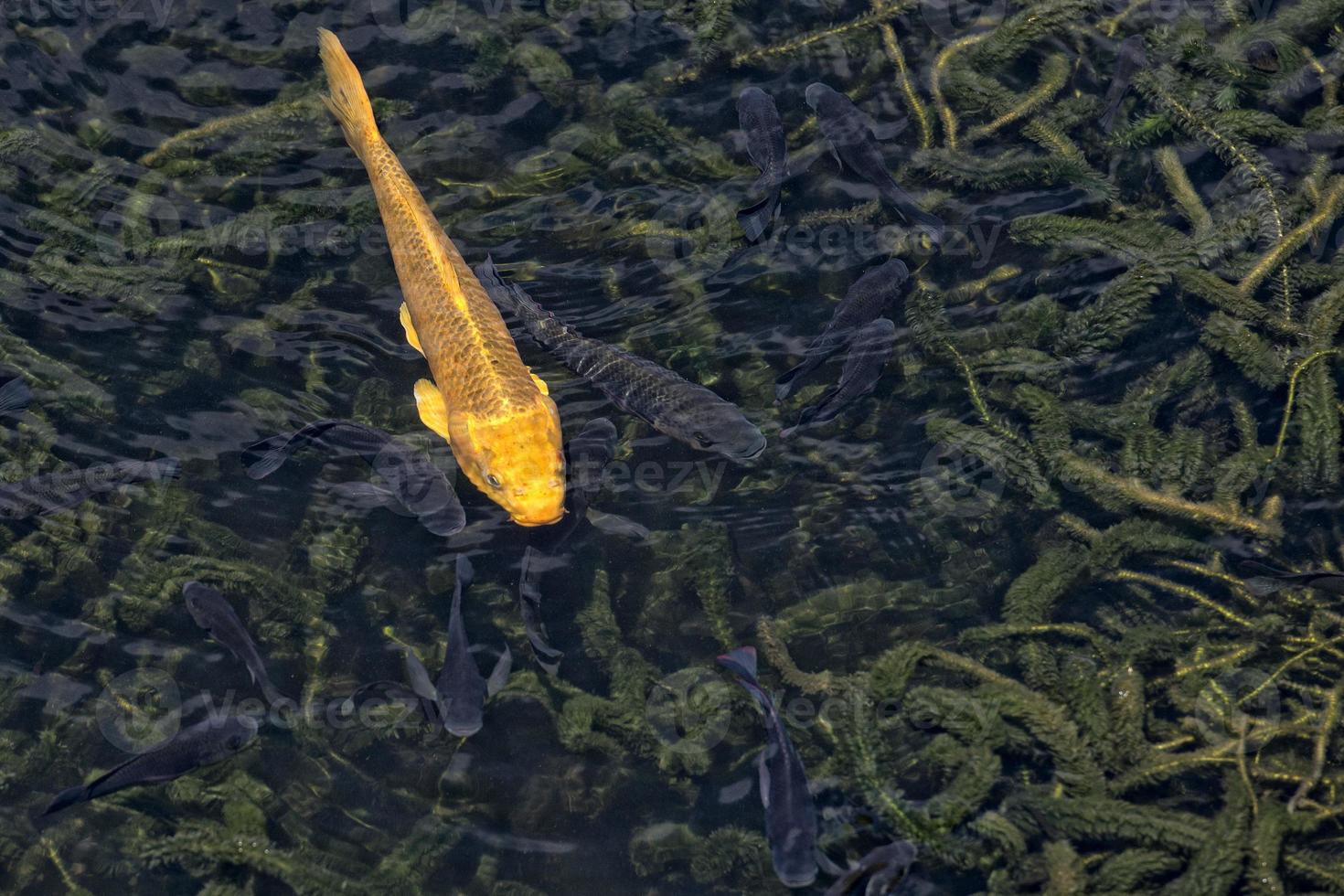 Yellow Koi carp photo