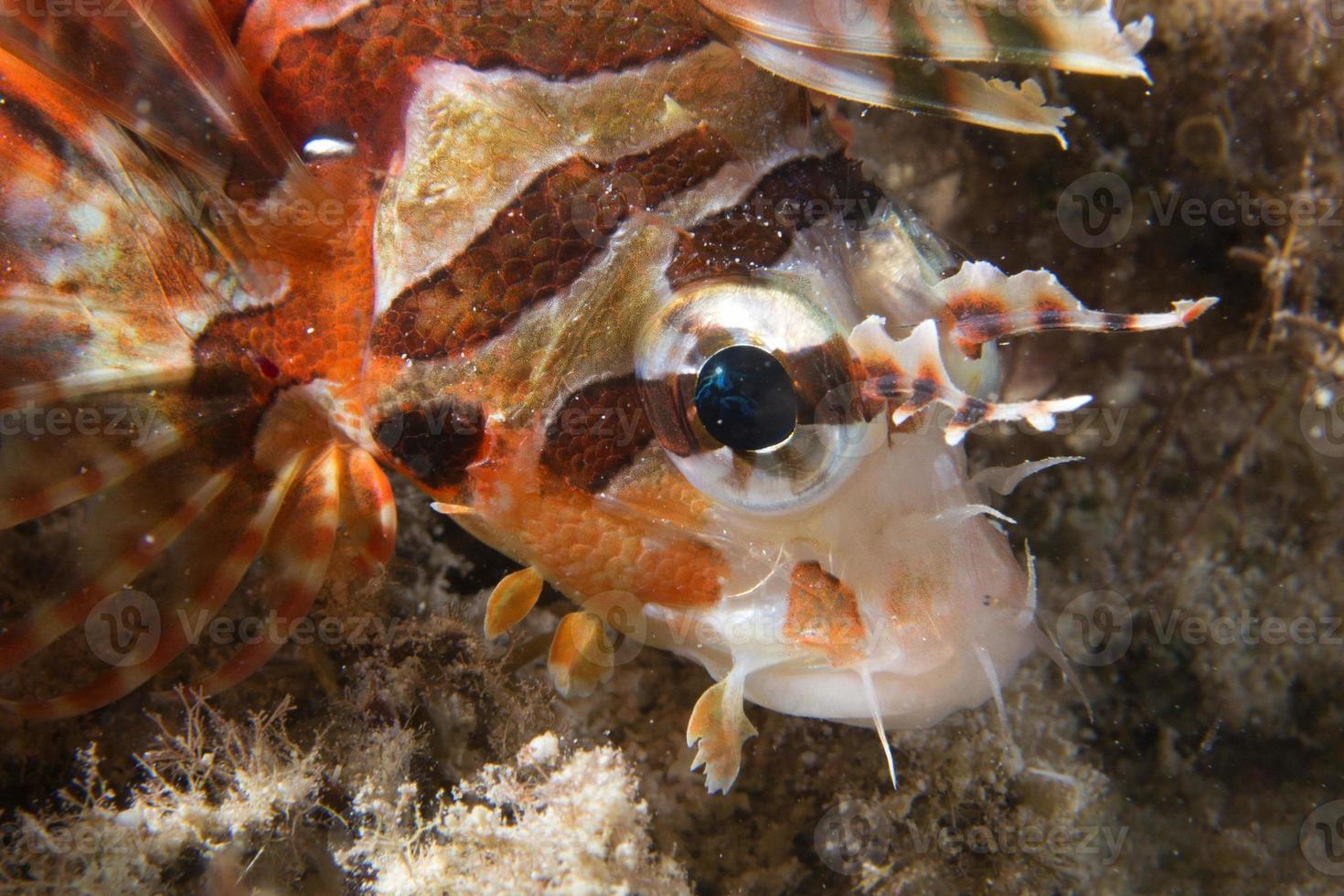 A colorful scorpion fish detail Cebu Philippines photo