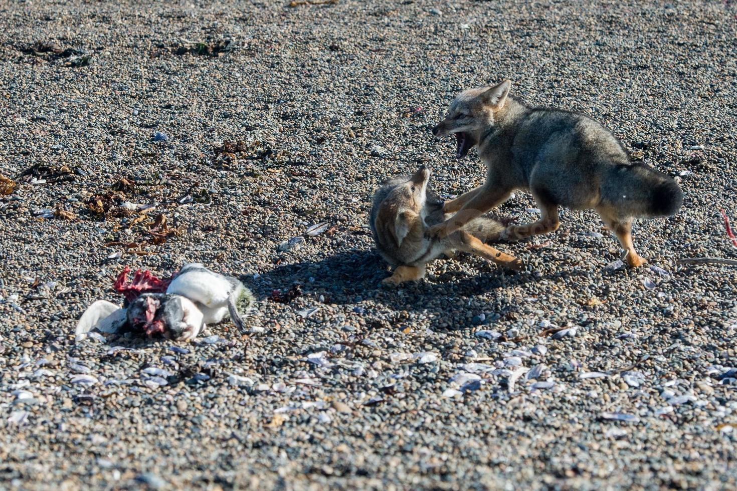 grey fox eating a penguin on the beach photo