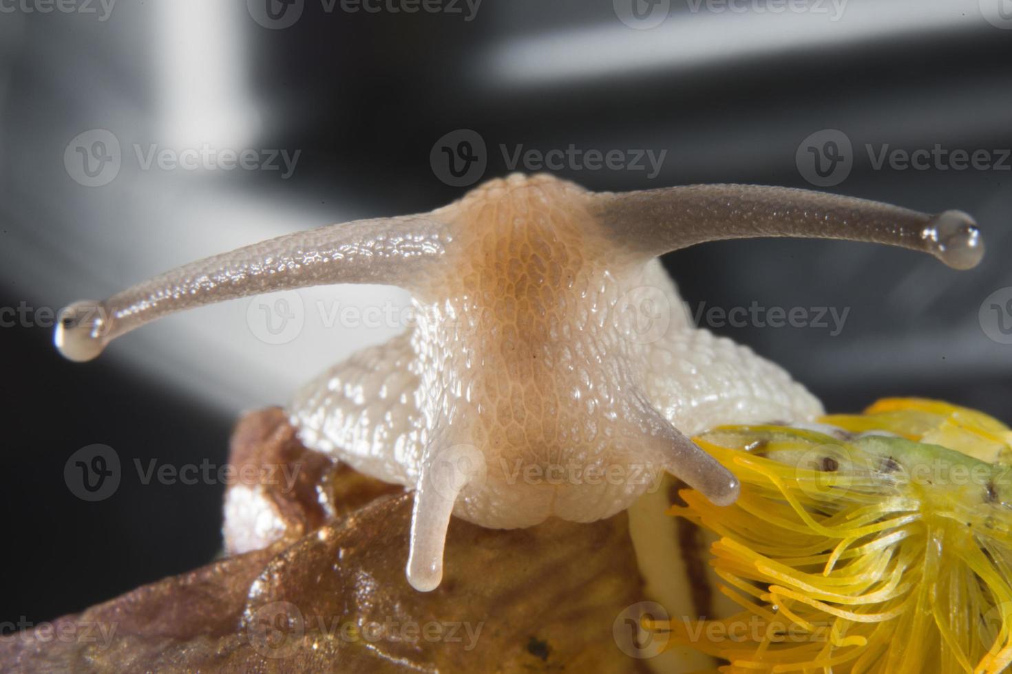 Isolated snail close up portrait on violet background photo