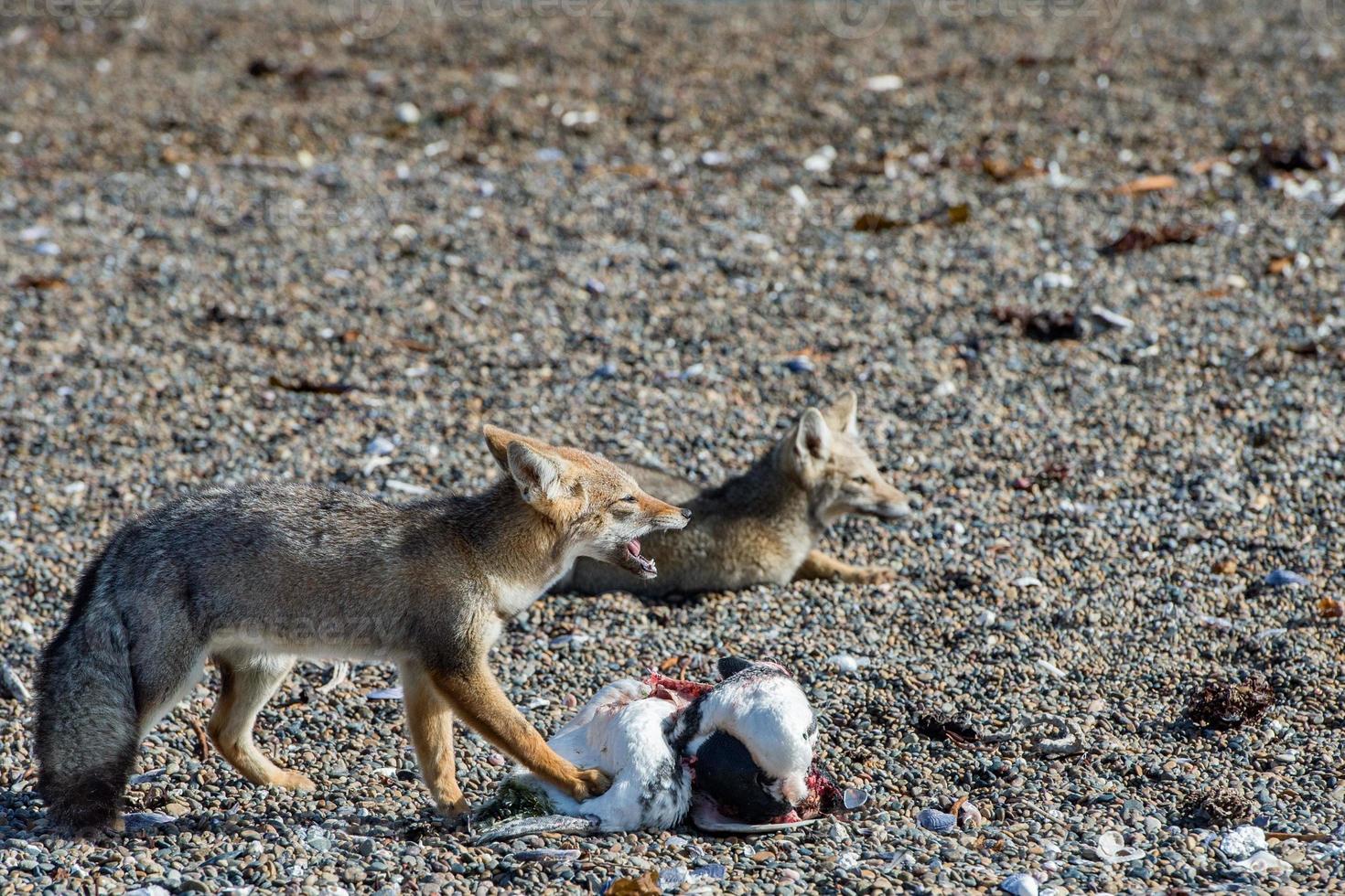 grey fox eating a penguin on the beach photo