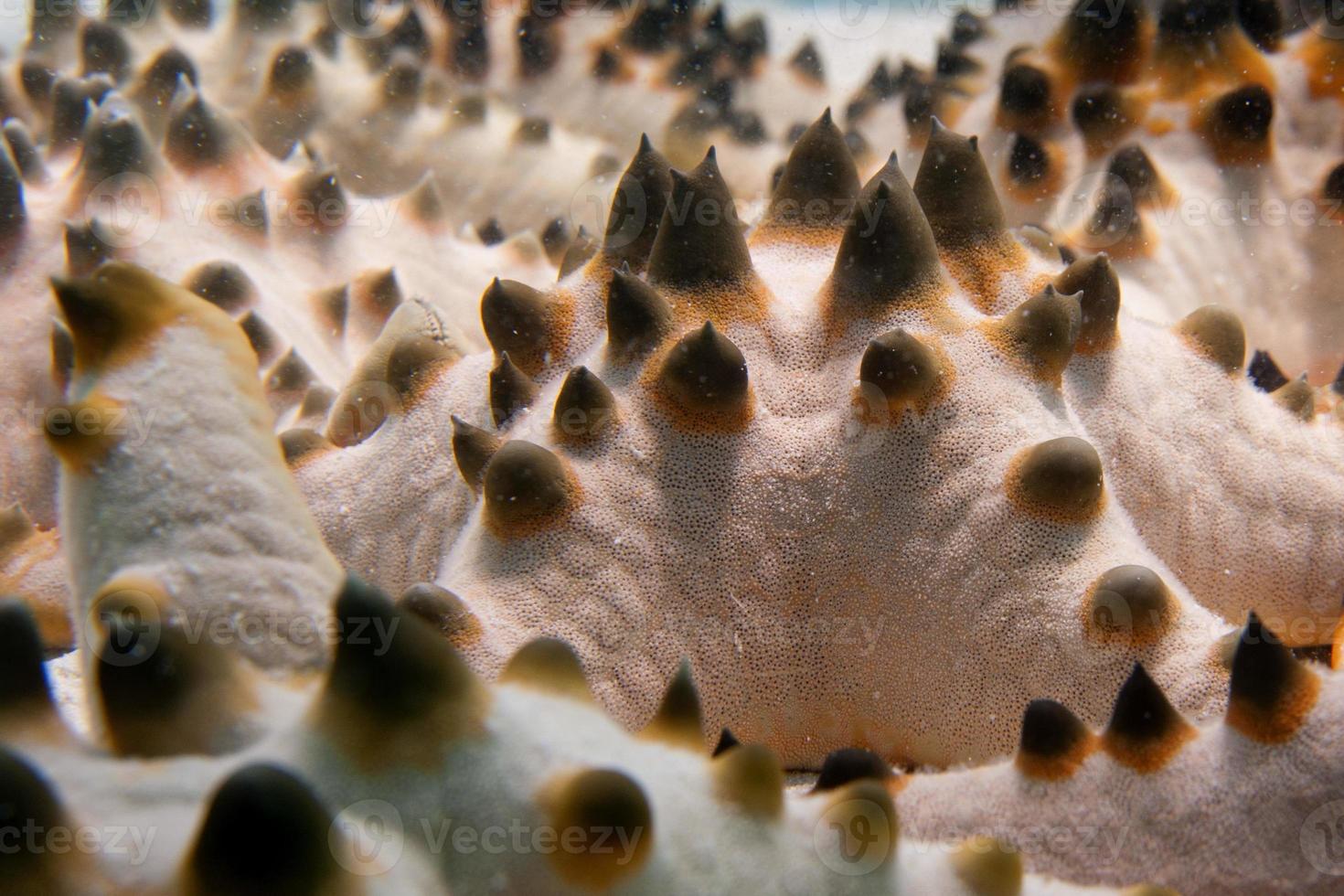 A pink orange and black sea star group close up on the sand background photo