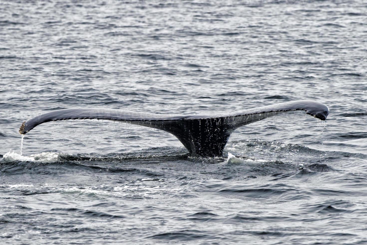 Humpback whale tail photo