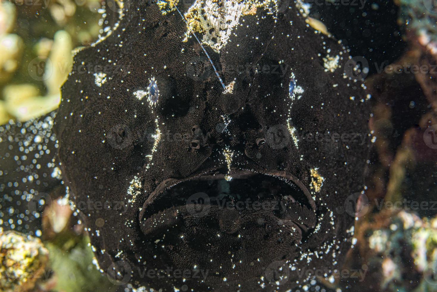 black frog fish mouth detail in Cebu Philippines photo