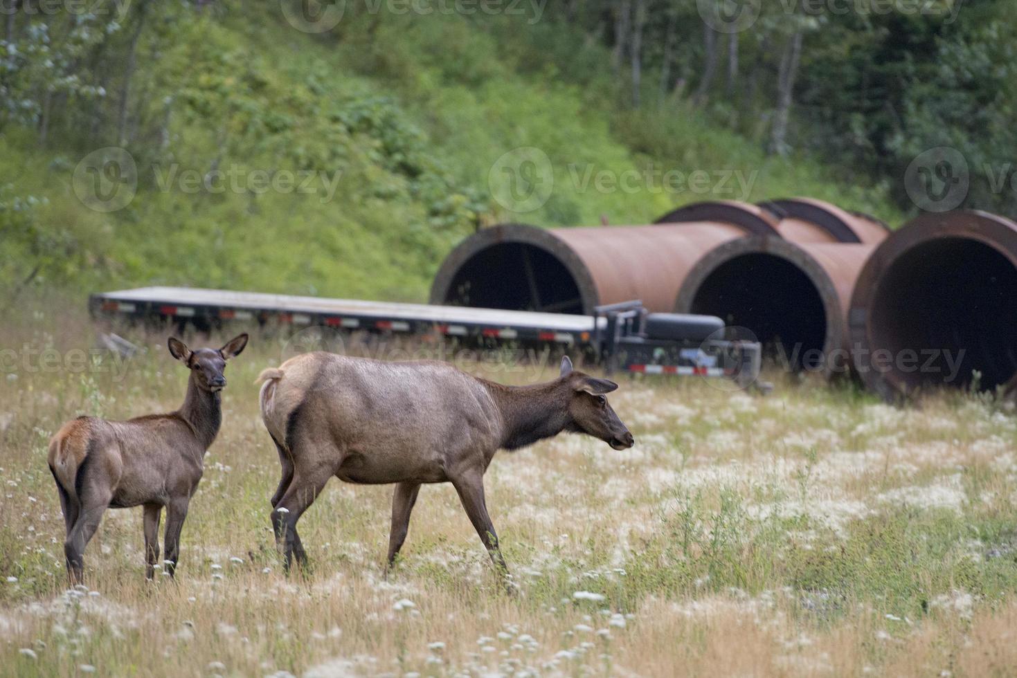 elk deers near railway station in Rocky Mountains photo