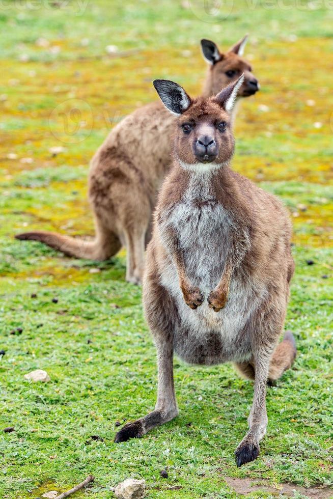 Kangaroo looking at you on the grass background photo