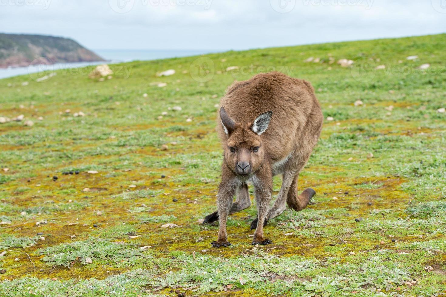 Kangaroo looking at you on the grass photo