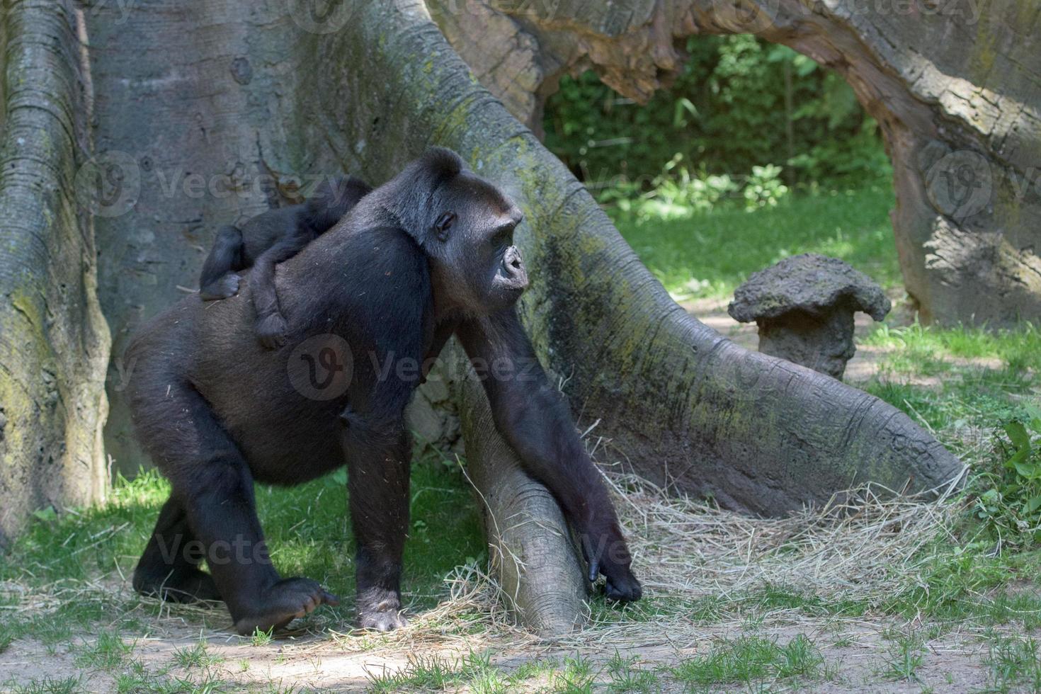 baby gorilla sleeping on mother photo