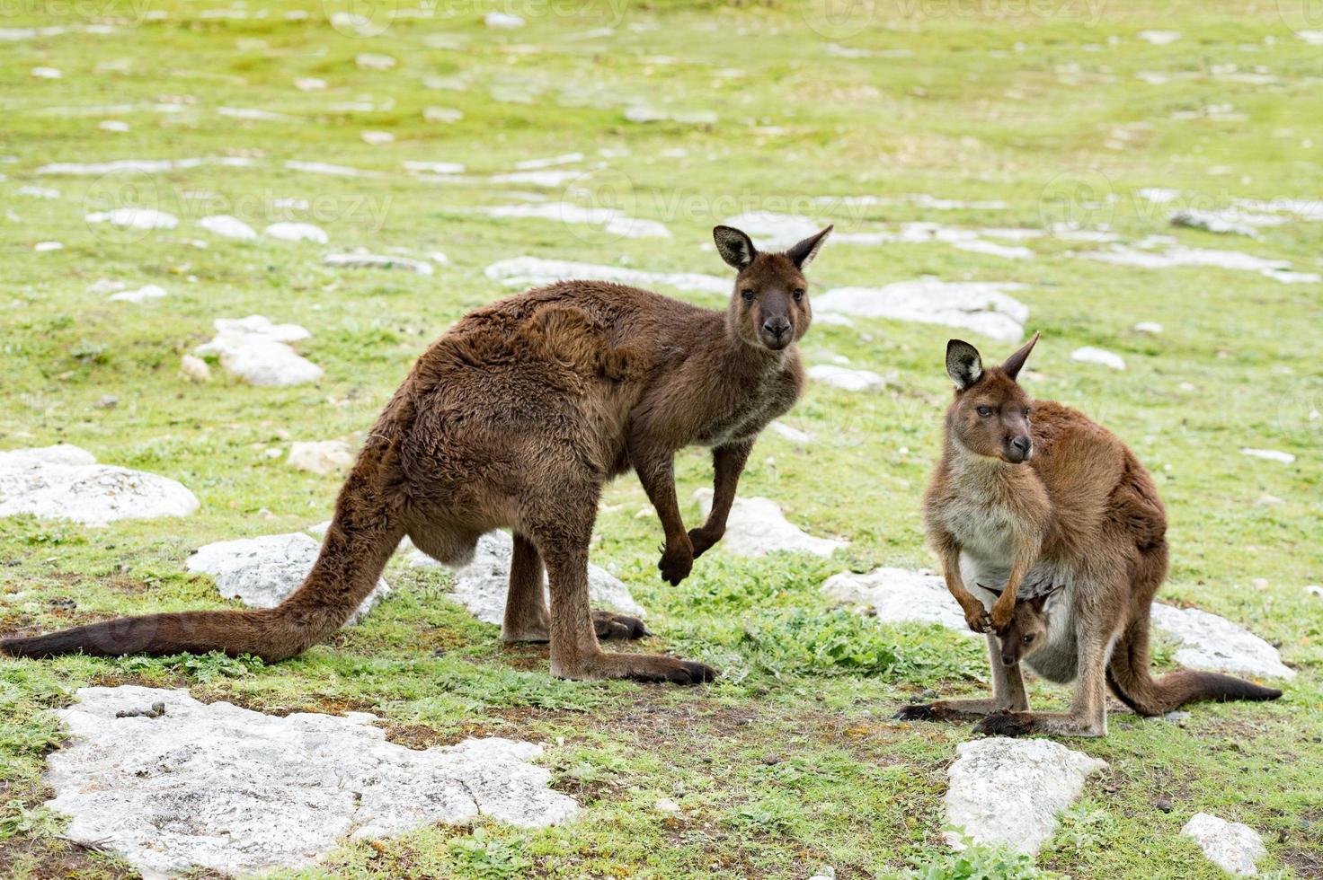 Kangaroos mother father and son portrait close up photo