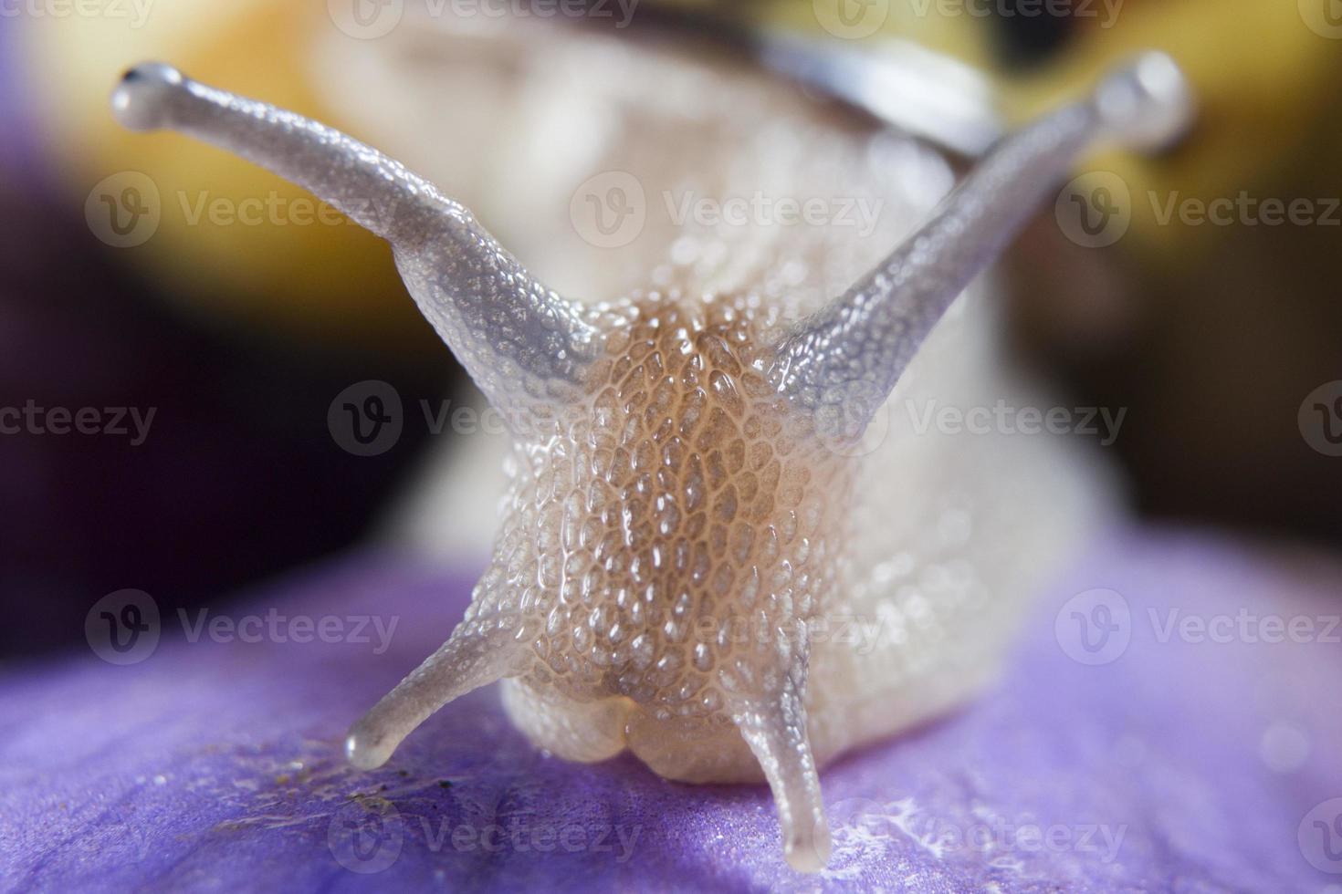 Isolated snail close up portrait on violet background photo