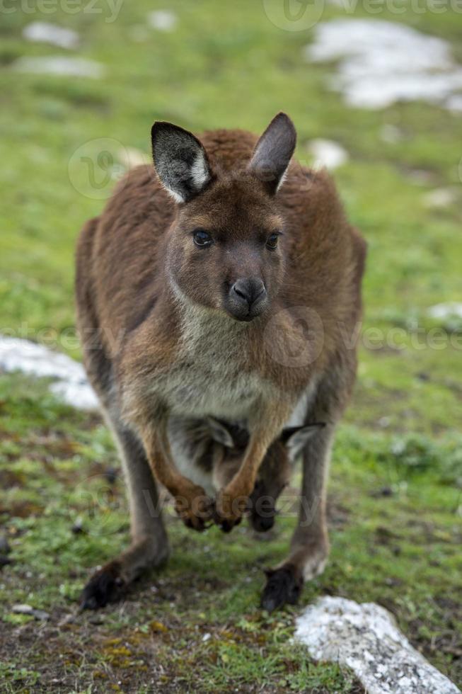 Kangaroo in kangaroo island Australia before bush fire photo