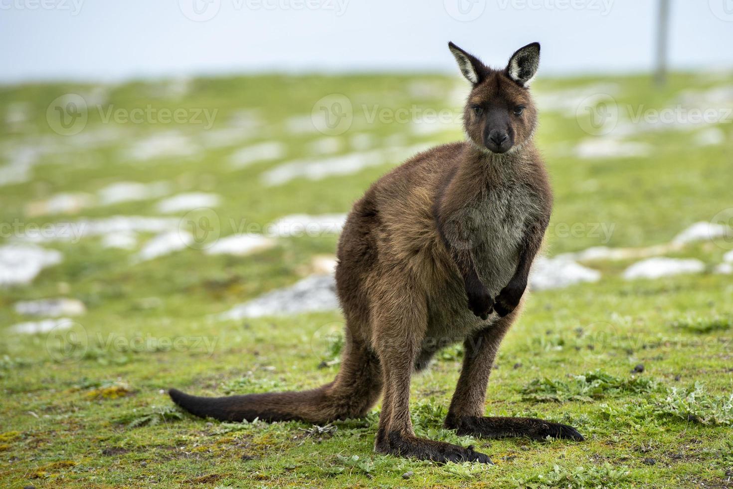 Kangaroo in kangaroo island Australia before bush fire photo