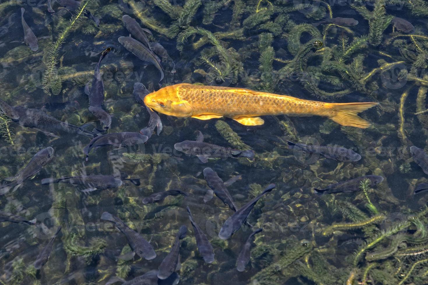 Yellow Koi carp photo